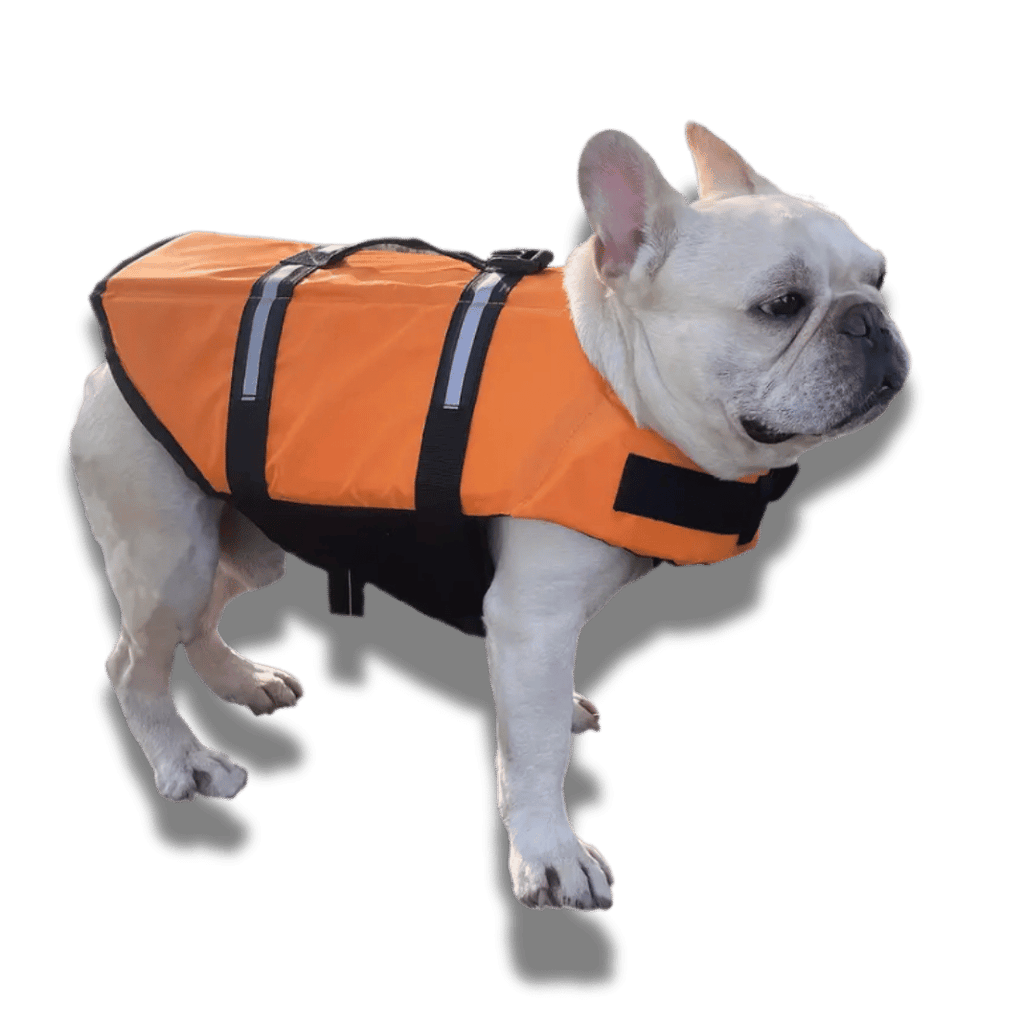 Dog Lifejacket - Essential Safety